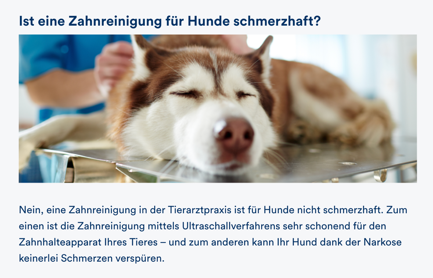 petolo Ratgeber — Ist eine Zahnreinigung für Hunde schmerzhaft?